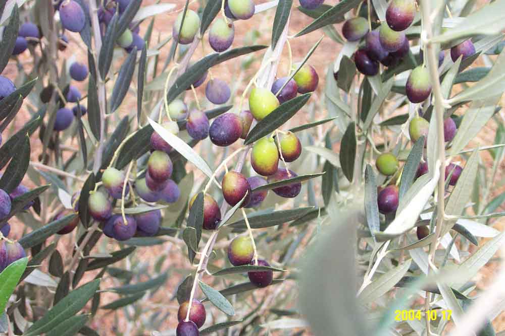 Olives Near Harvest Time